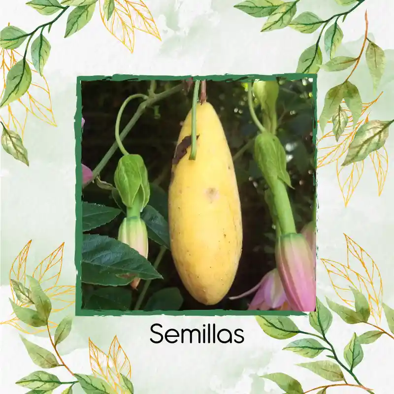 600 Semillas Orgánicas De Fruta Curuba