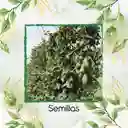 600 Semillas Orgánicas De Fruta Curuba