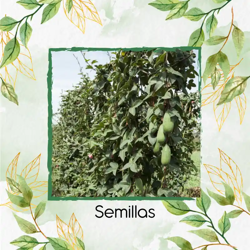 600 Semillas Orgánicas De Fruta Curuba