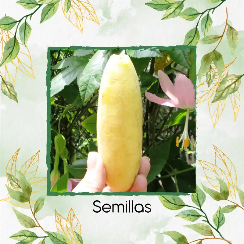 600 Semillas Orgánicas De Fruta Curuba