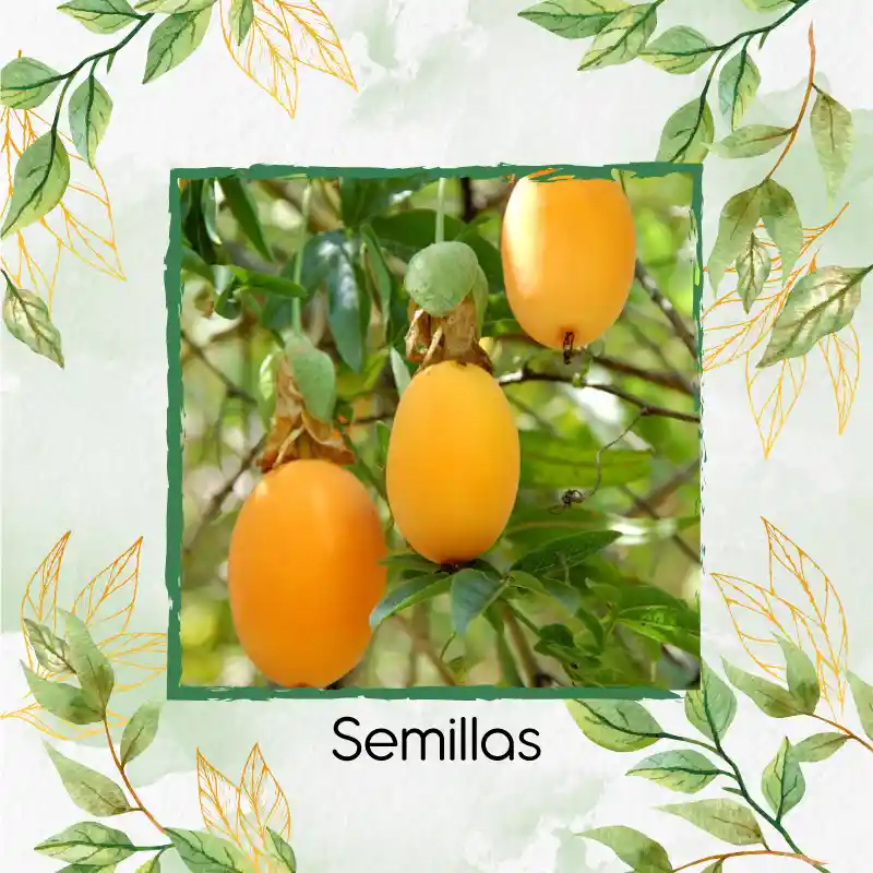 600 Semillas Orgánicas De Fruta Curuba