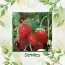 500 Semillas Orgánicas De Fresa