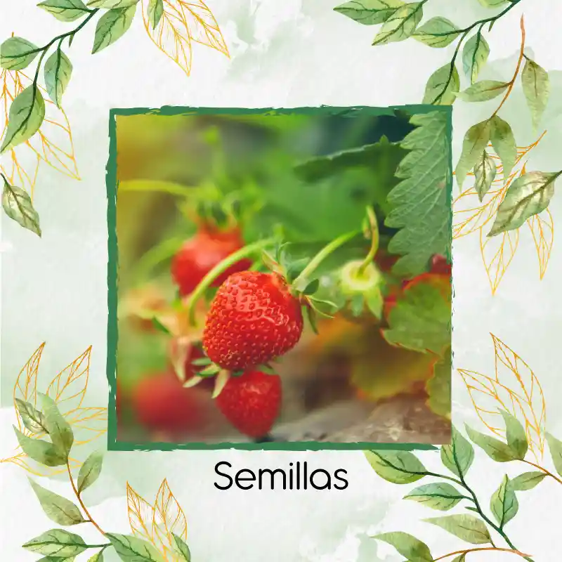 500 Semillas Orgánicas De Fresa