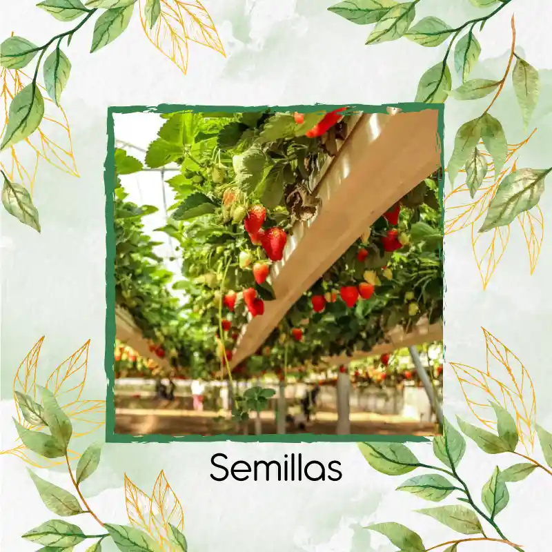 2.000 Semillas Orgánicas De Fresa