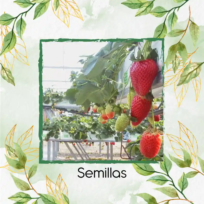 2.000 Semillas Orgánicas De Fresa