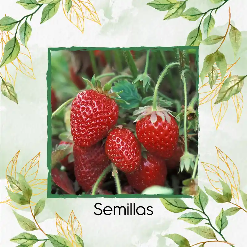 2.000 Semillas Orgánicas De Fresa