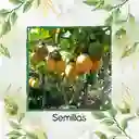 50 Semillas Orgánicas De Fruta Granadilla