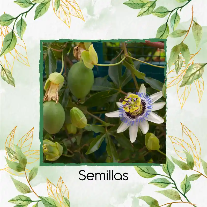 500 Semillas Orgánicas De Fruta Granadilla