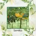 500 Semillas Orgánicas De Fruta Granadilla