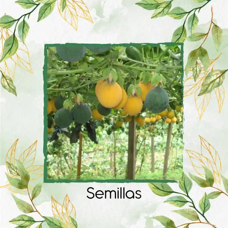 500 Semillas Orgánicas De Fruta Granadilla