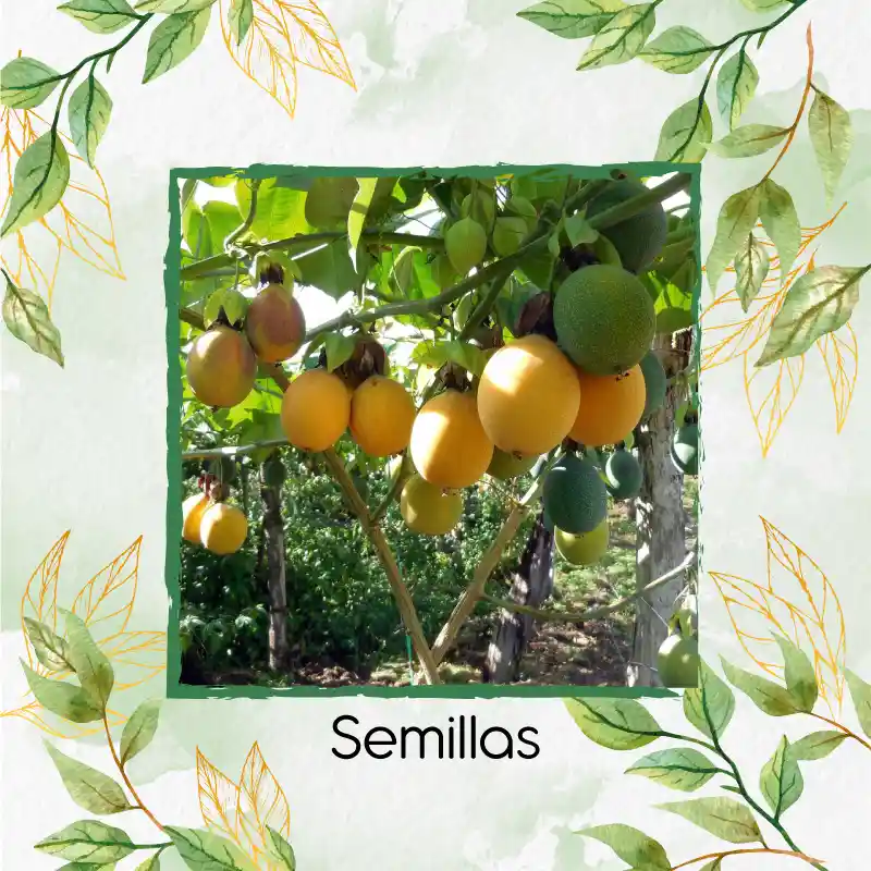 500 Semillas Orgánicas De Fruta Granadilla