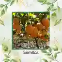 500 Semillas Orgánicas De Fruta Granadilla