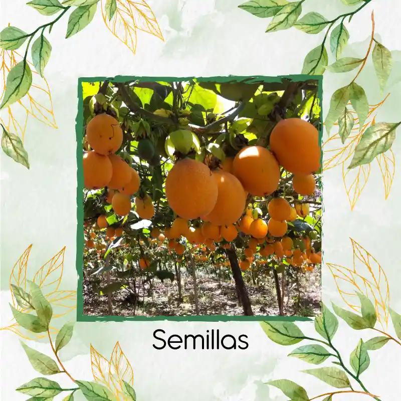 500 Semillas Orgánicas De Fruta Granadilla