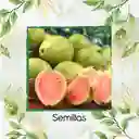 100 Semillas Orgánicas De Fruta Guayaba