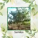 100 Semillas Orgánicas De Fruta Guayaba