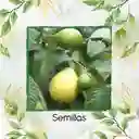 100 Semillas Orgánicas De Fruta Guayaba