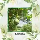 100 Semillas Orgánicas De Fruta Guayaba