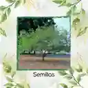 100 Semillas Orgánicas De Fruta Guayaba