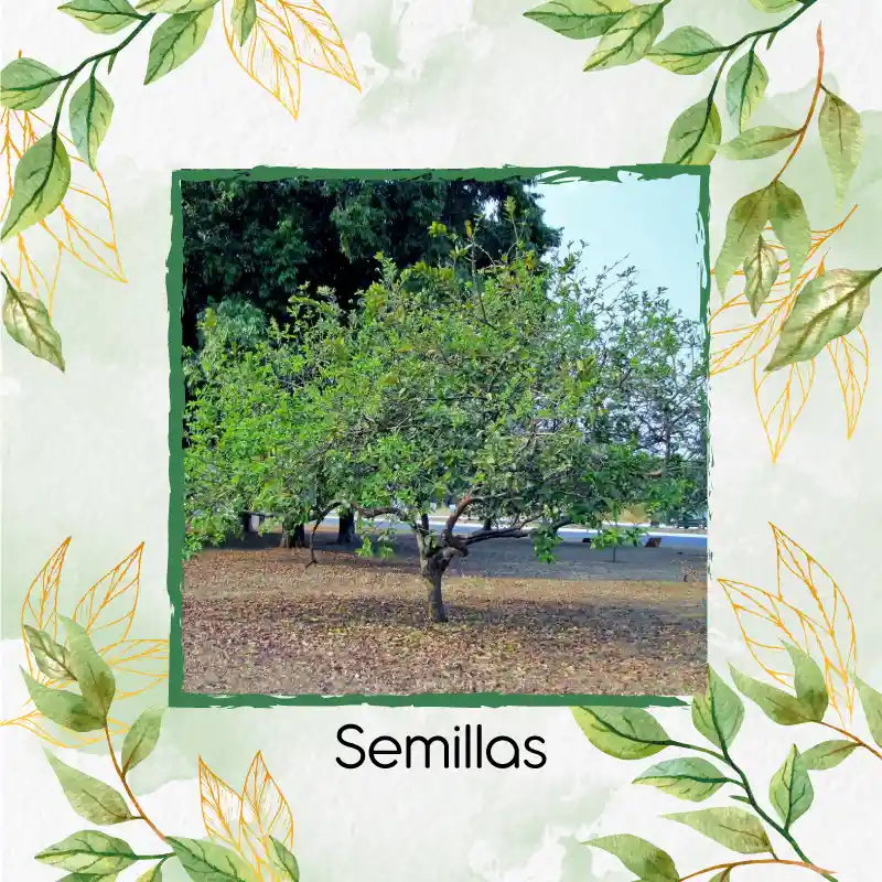 100 Semillas Orgánicas De Fruta Guayaba