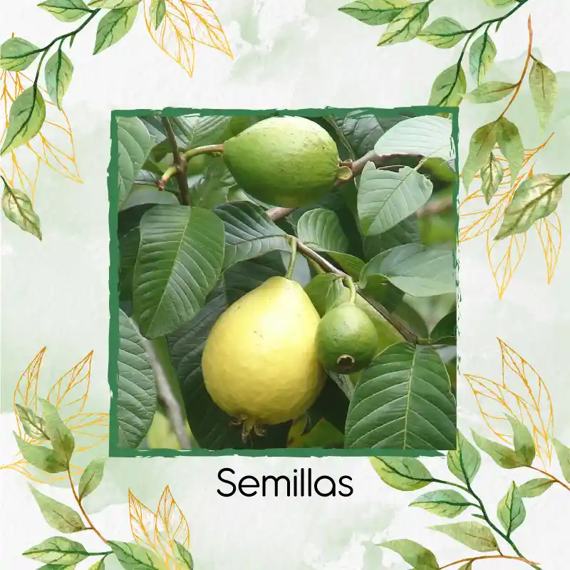 2.000 Semillas Orgánicas De Fruta Guayaba