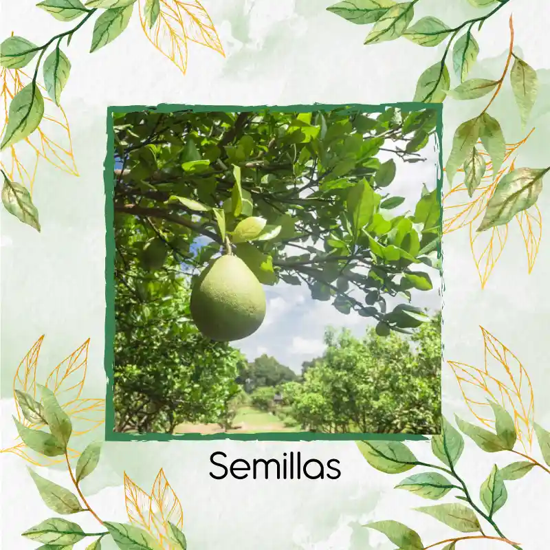 2.000 Semillas Orgánicas De Fruta Guayaba