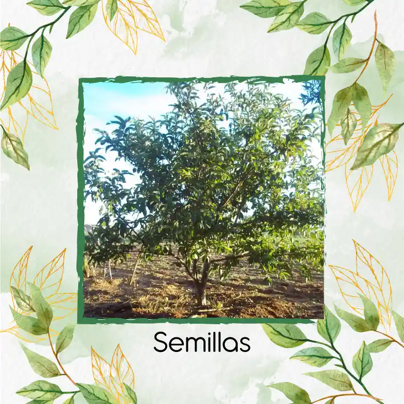 2.000 Semillas Orgánicas De Fruta Guayaba