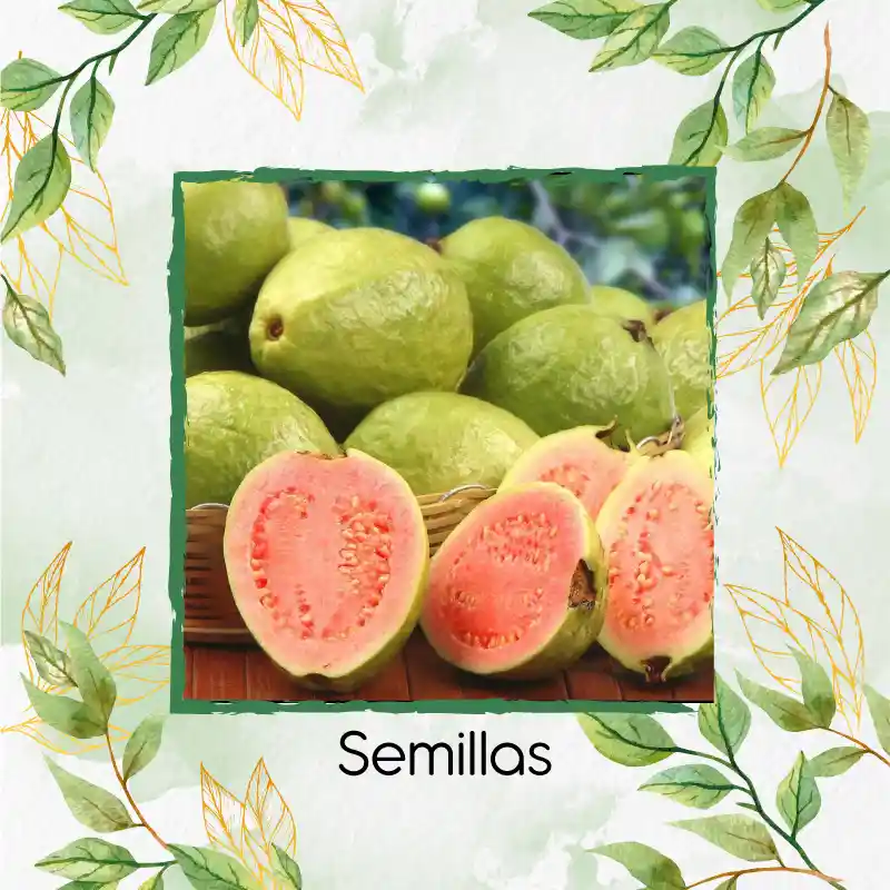 2.000 Semillas Orgánicas De Fruta Guayaba