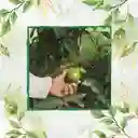200 Semillas Orgánicas De Guayaba Pera Roja