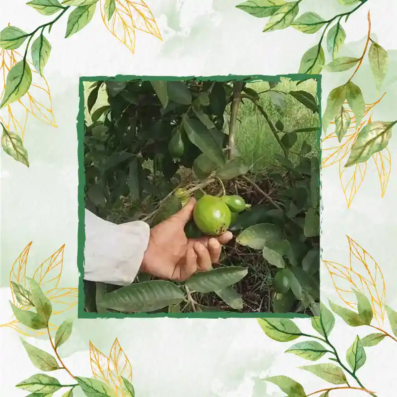 200 Semillas Orgánicas De Guayaba Pera Roja