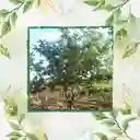 200 Semillas Orgánicas De Guayaba Pera Roja