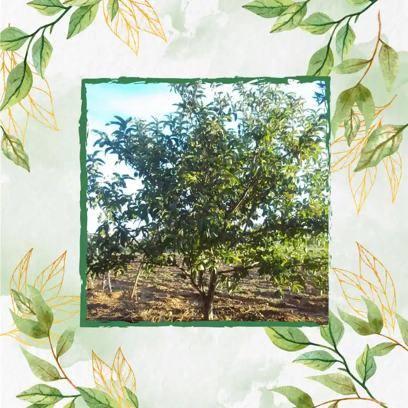 200 Semillas Orgánicas De Guayaba Pera Roja
