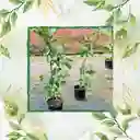 200 Semillas Orgánicas De Guayaba Pera Roja