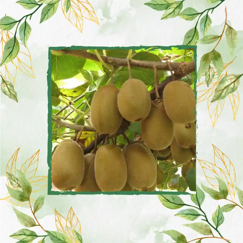 50 Semillas Orgánicas De Kiwi