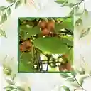 50 Semillas Orgánicas De Kiwi