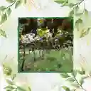 50 Semillas Orgánicas De Kiwi