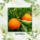5 Semillas Orgánicas De Naranja