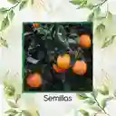 5 Semillas Orgánicas De Naranja