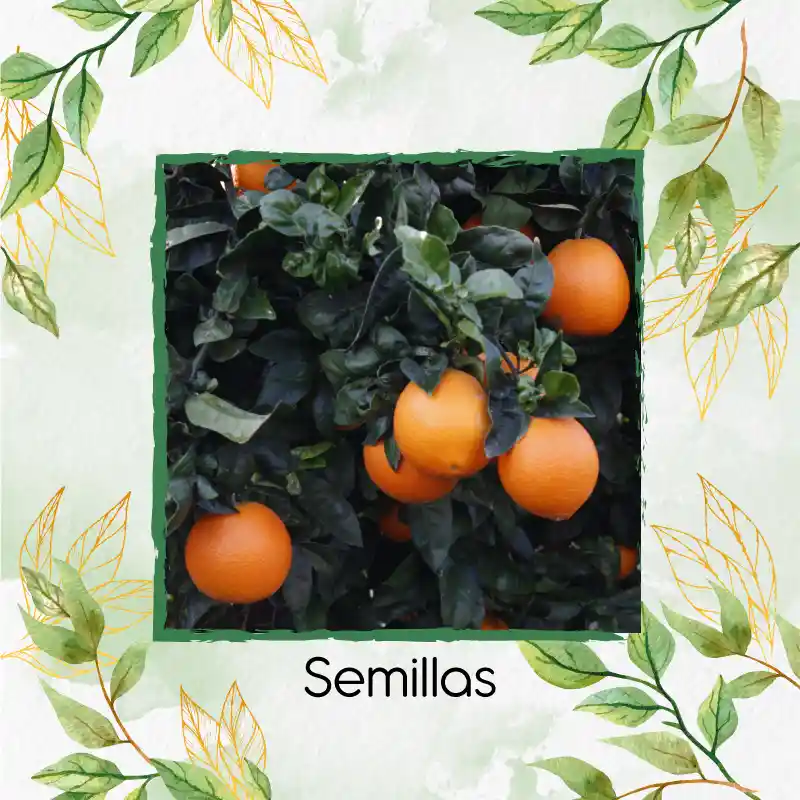 5 Semillas Orgánicas De Naranja