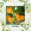 5 Semillas Orgánicas De Naranja