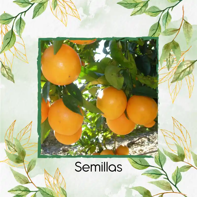 5 Semillas Orgánicas De Naranja