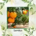 5 Semillas Orgánicas De Naranja