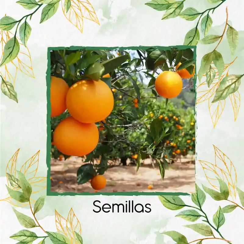 5 Semillas Orgánicas De Naranja