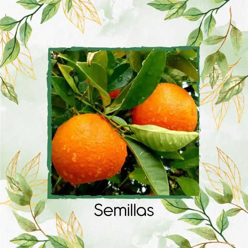 10 Semillas Orgánicas De Naranja