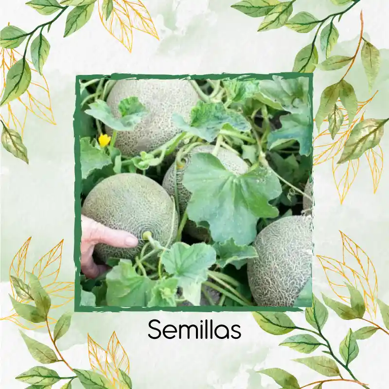 2.000 Semillas Orgánicas De Melón