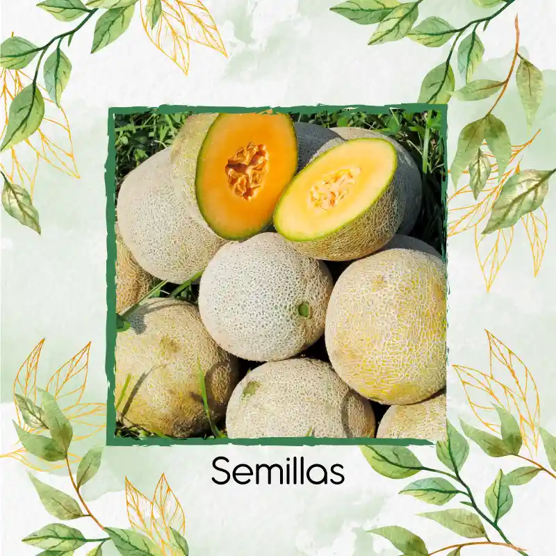 2.000 Semillas Orgánicas De Melón