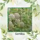2.000 Semillas Orgánicas De Melón