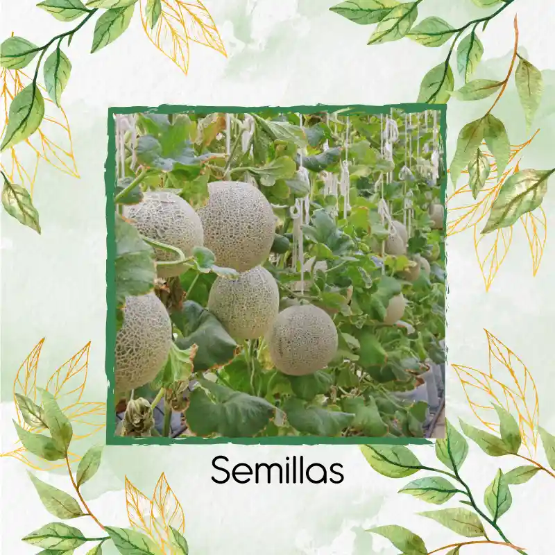 2.000 Semillas Orgánicas De Melón