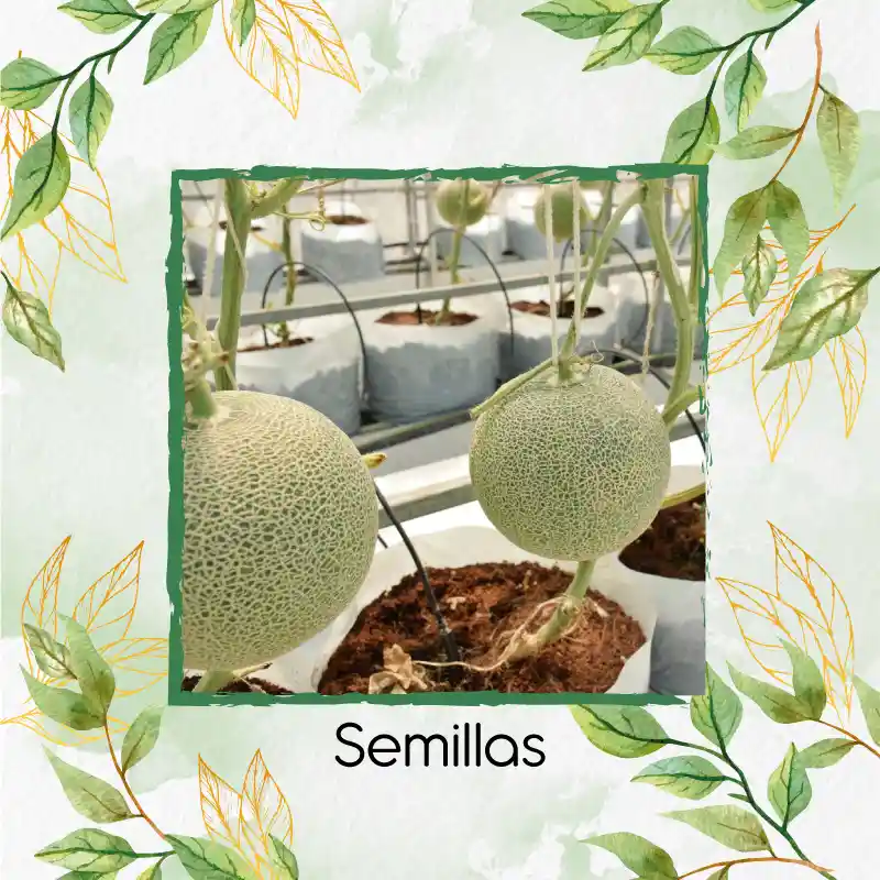 2.000 Semillas Orgánicas De Melón