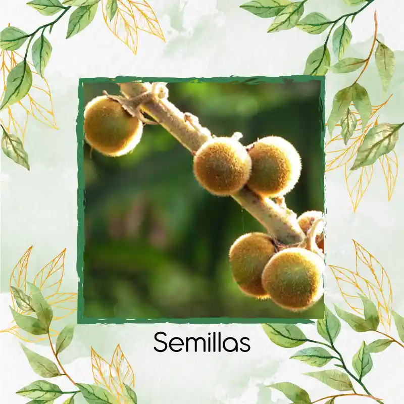 2.000 Semillas Orgánicas De Fruta Lulo
