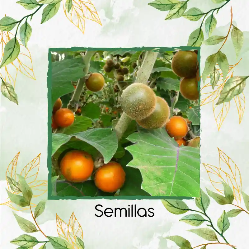 2.000 Semillas Orgánicas De Fruta Lulo